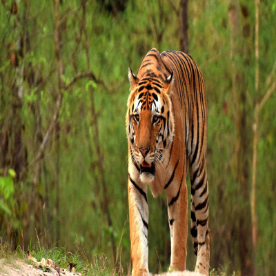 Kanha Tiger Reserve Sight Seeing Tour